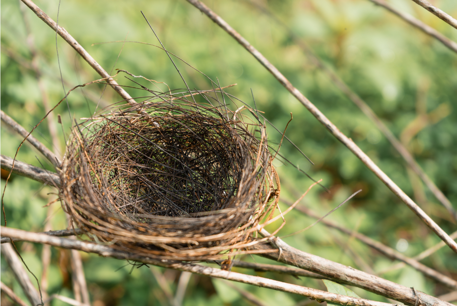 empty nest, parents, parenting, moms, dads, children, kids, family, love, stress, happiness, studies, research