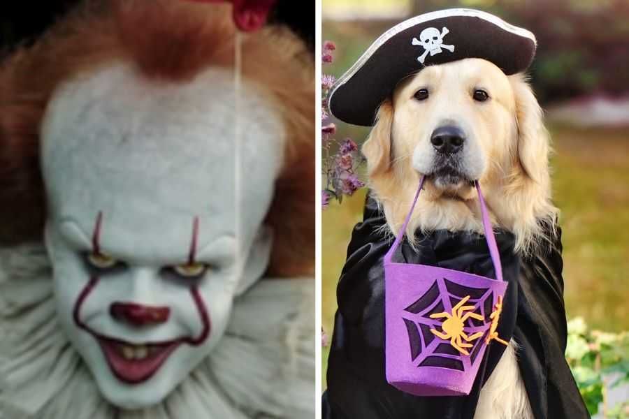 golden retriever, halloween, halloween costumes for dogs, halloween costume, pennywise, maleficent, bettlejuice, halloween