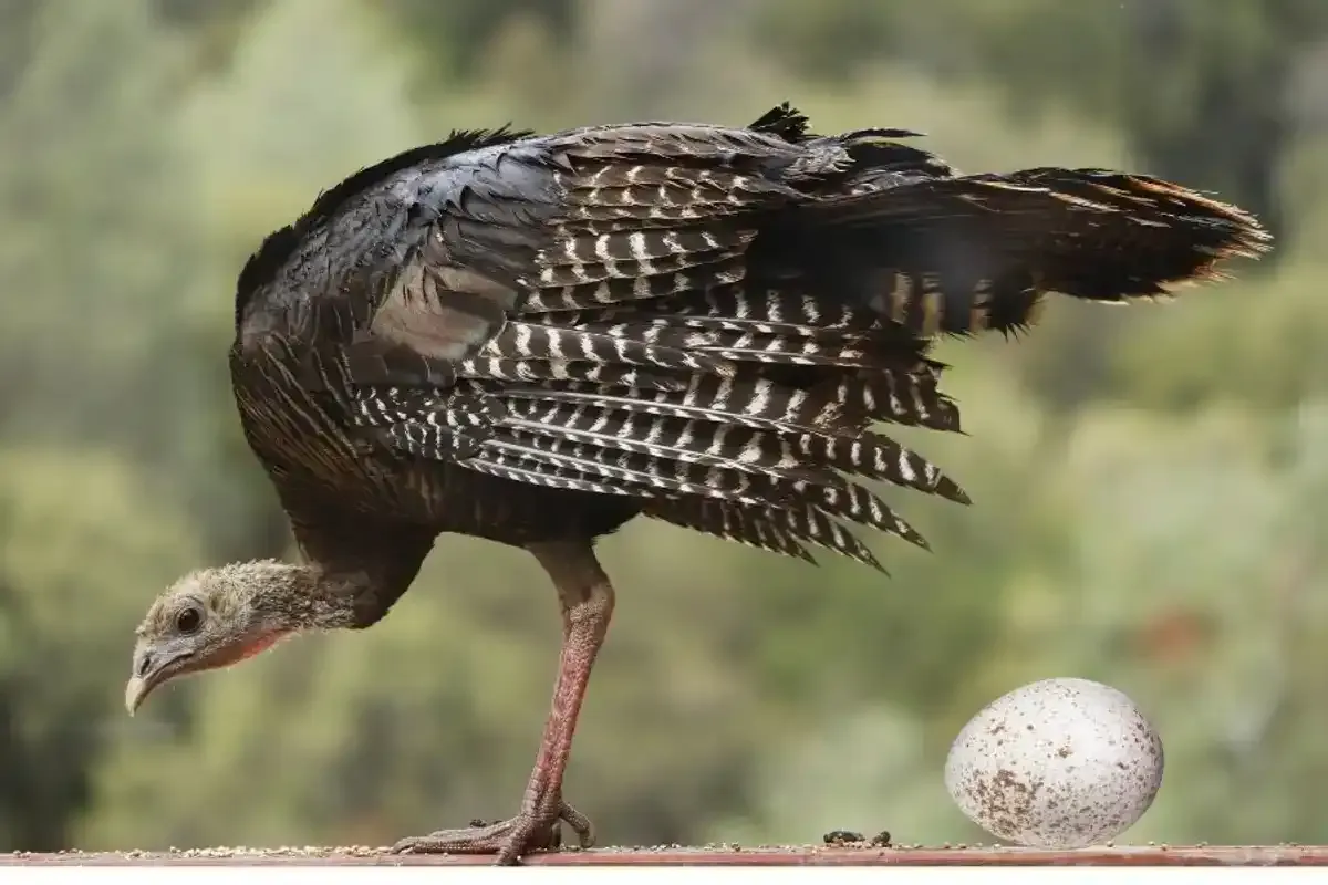 Turkey, eggs, chicken, duck, quail, food 