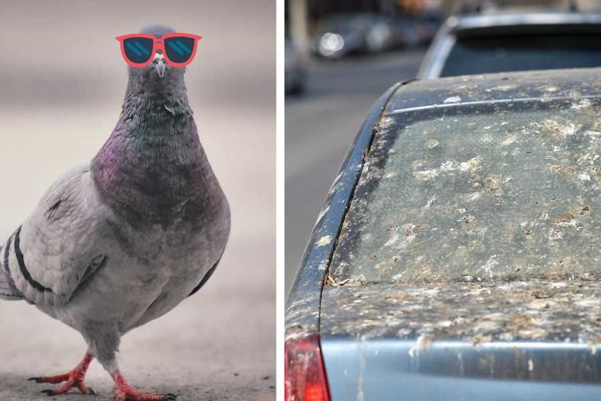 birds, pigeons, bird poop on car, cars, best cars, clean vehicle car wash, bird studies, keeping car clean