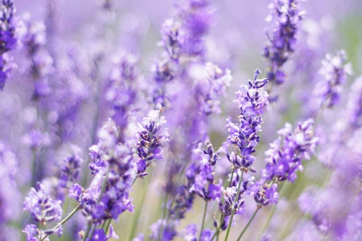 lavender, flowers, aromatherapy, scents