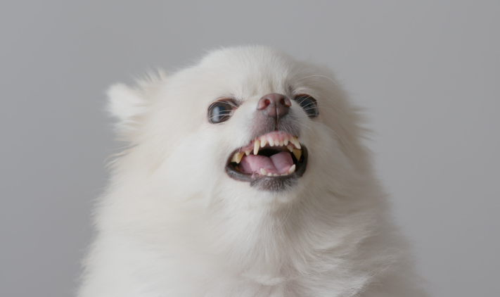 angry dog, upset dog, barking dog, mad dog, rude dog