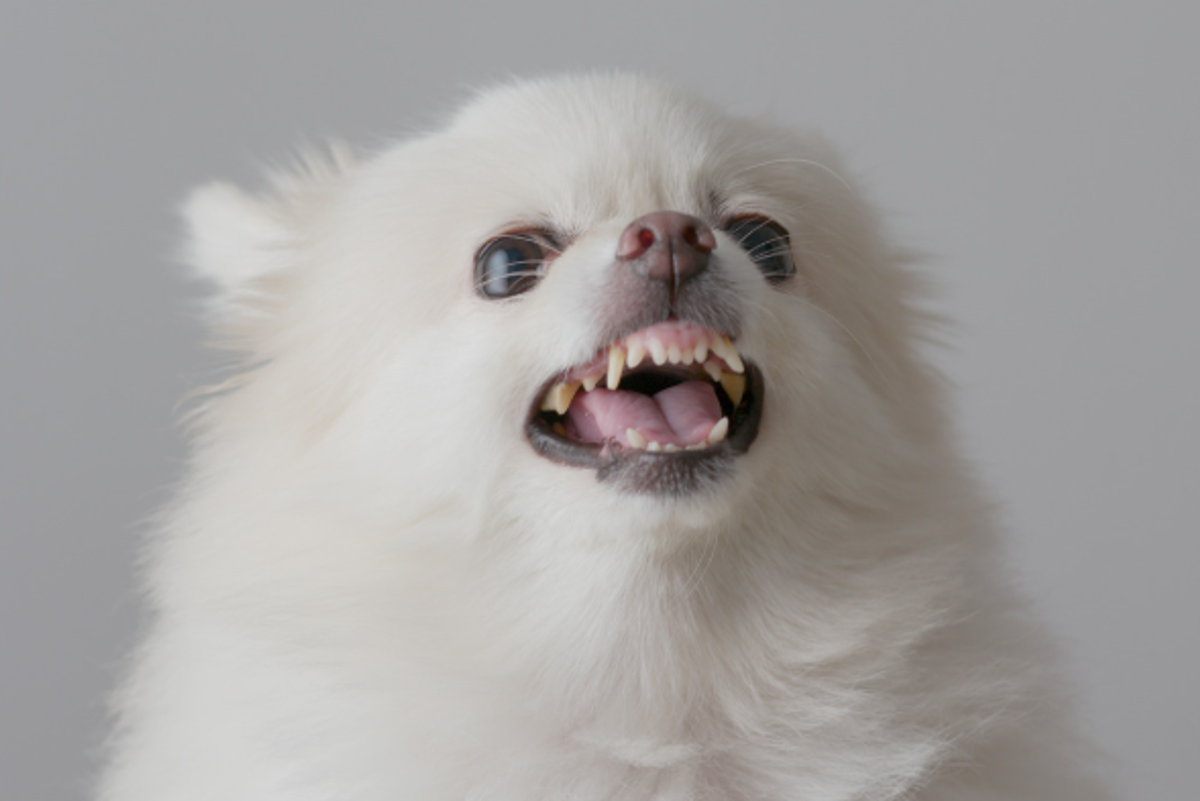 angry dog, upset dog, barking dog, mad dog, rude dog