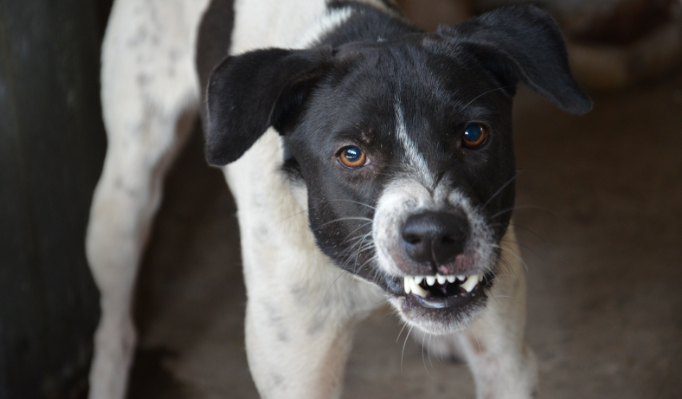 angry dog, upset dog, barking dog, mad dog, rude dog