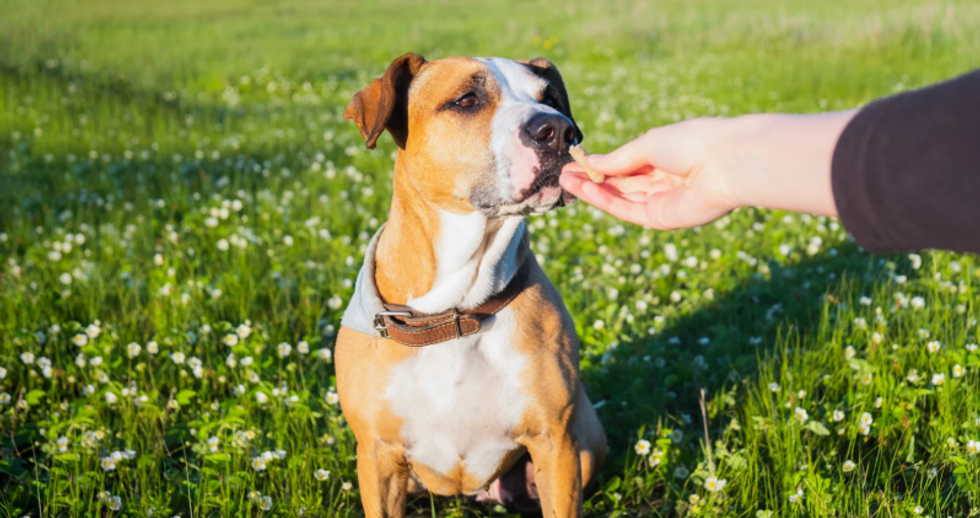 happy dog, dog treat, feed dog, calm dog, friendly dog,