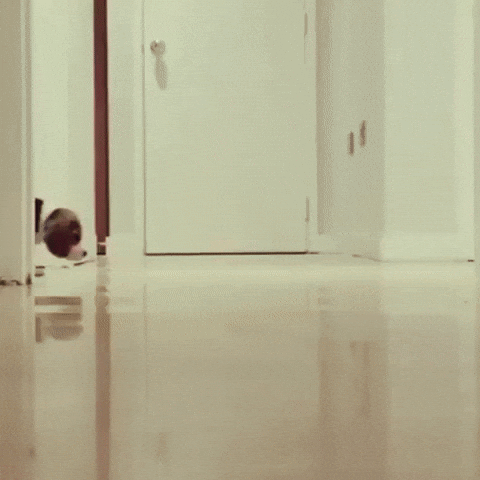 beagles, dogs, silly dog breeds, goofy, snoopy