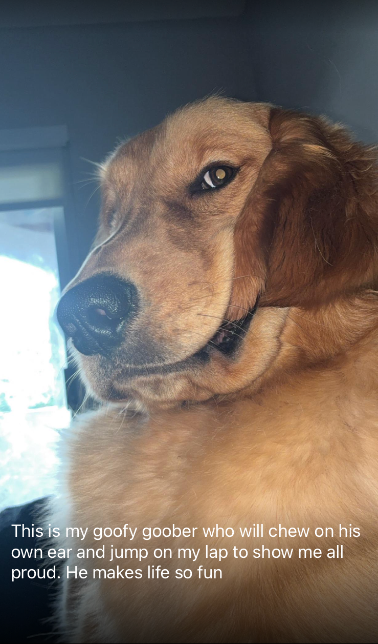 dogs, dog breeds, golden retrievers, goofy, silly