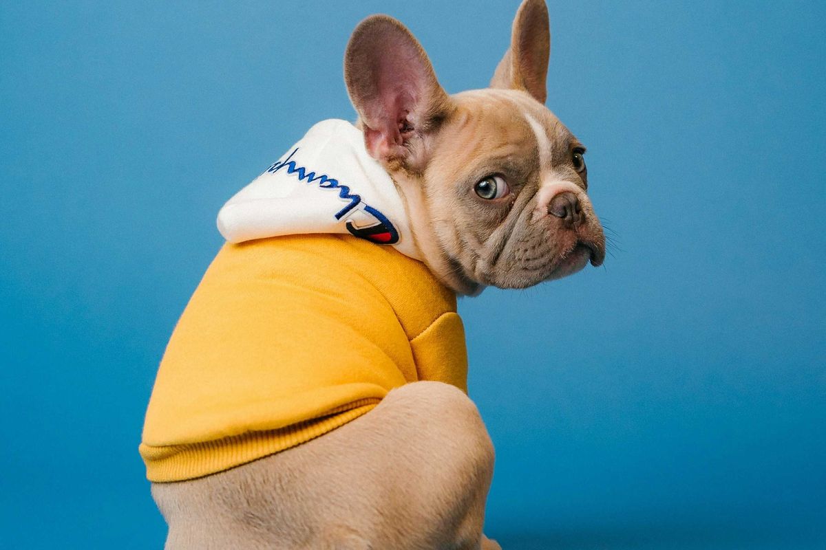 French bulldog, dogs, dog breeds, silly dogs