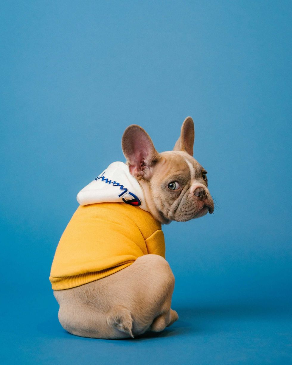 People debate which dog breeds are the 'goofiest' and experts agree they have two traits in common