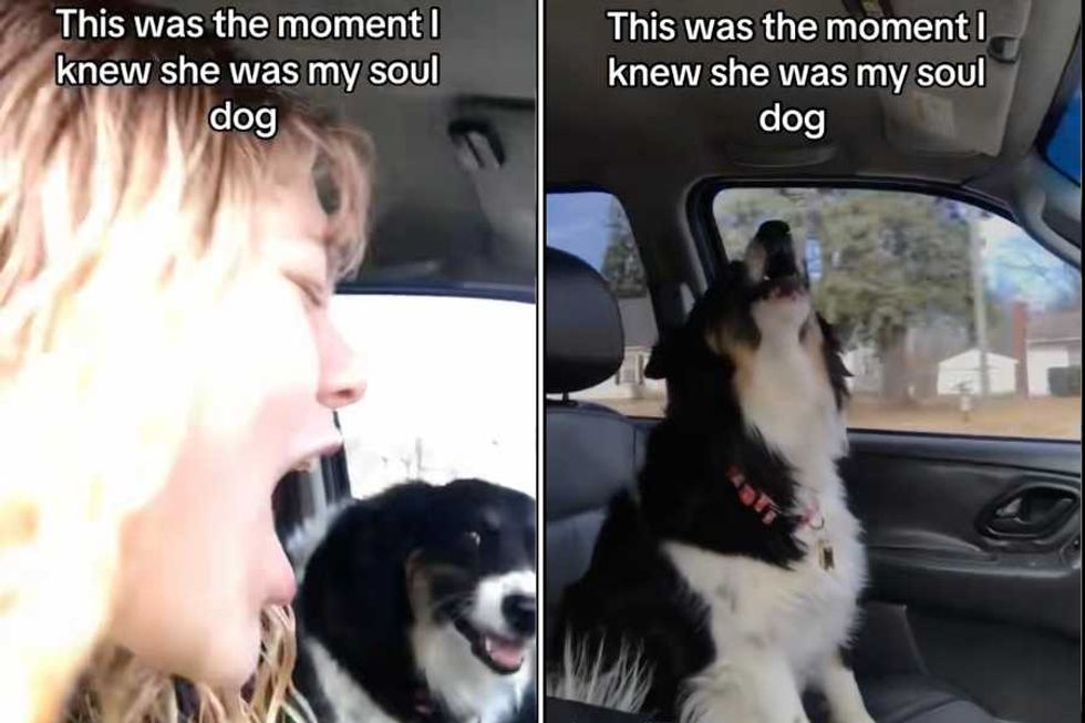 Woman captures the powerful, and loud, moment she knew her dog was her 'soul dog'