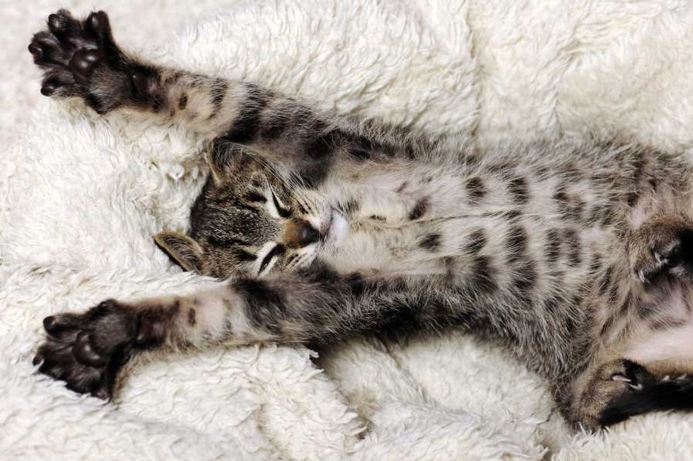 cat, kitty, cat behavior, pets, animals