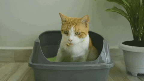 cat, litter box, kitty litter, cat behavior, pets
