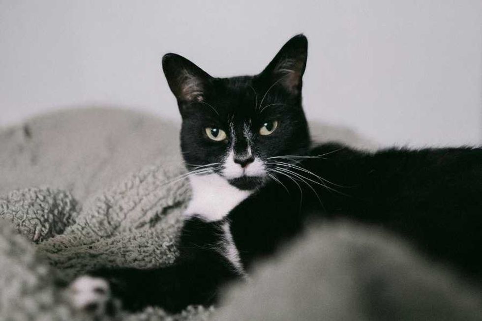 11 'unspoken rules' cats expect their humans to know and follow