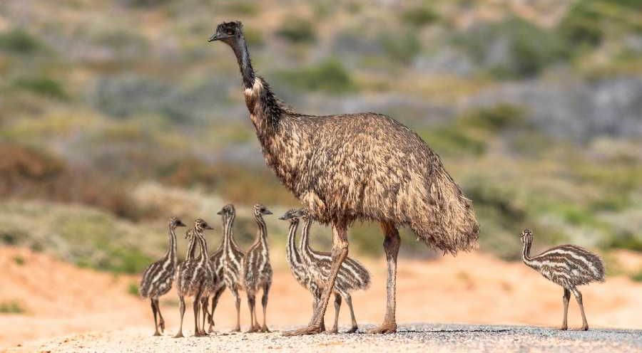 emu, emu chicks, birds, animal parents, fatherhood
