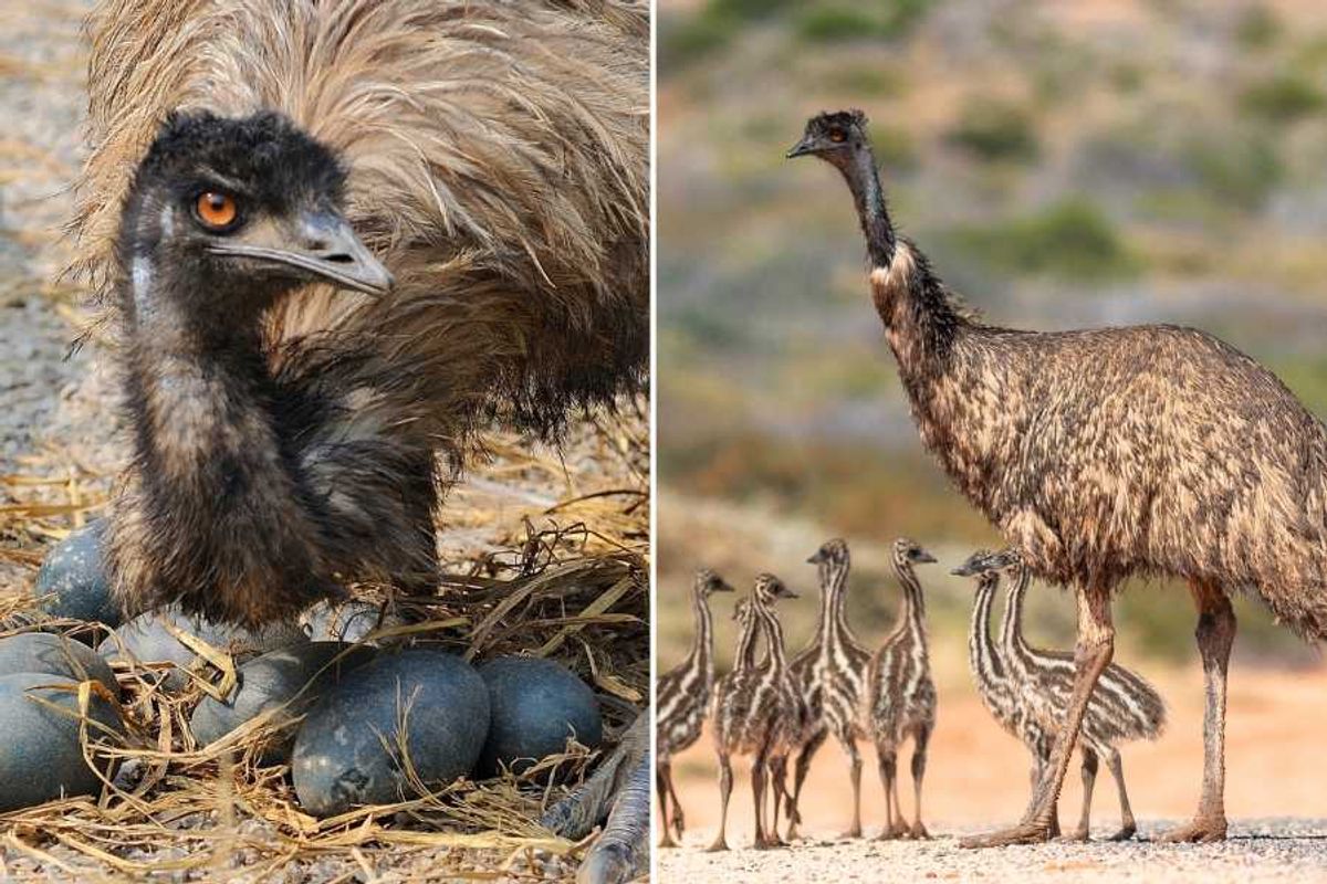 emu, bird, animal dads, wildlife, fatherhood