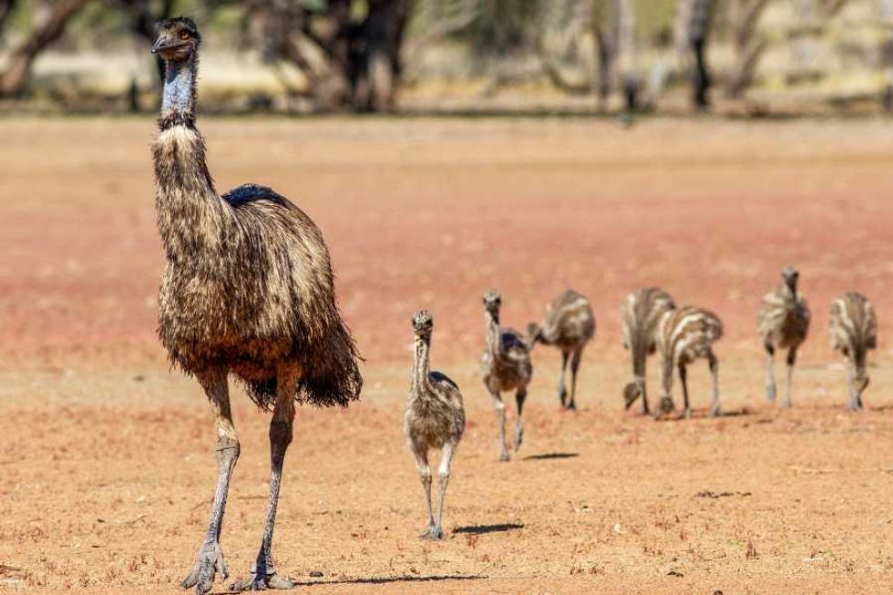 emu, emu chicks, birds, animal parents, fatherhood