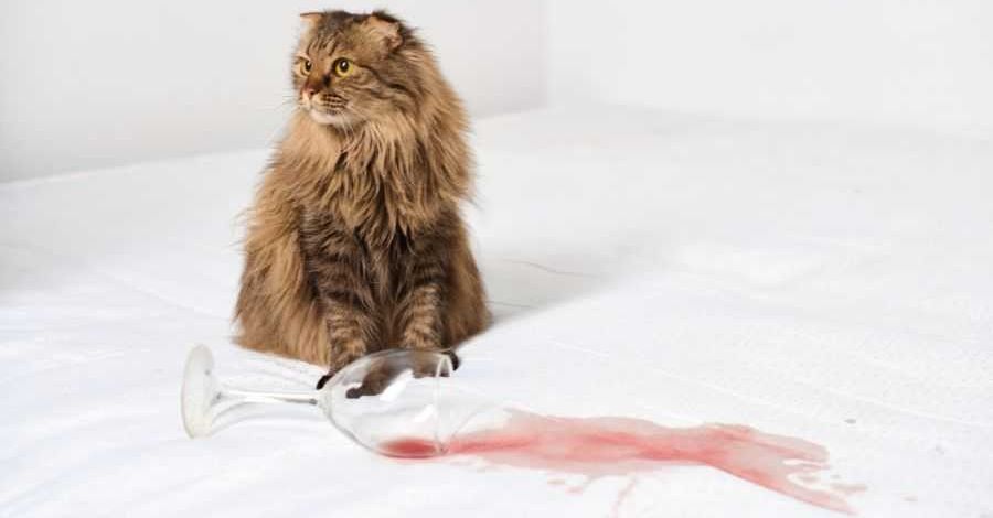 cats; cat behaviors; cats pushing things; cats knocking things over; kittens; pets