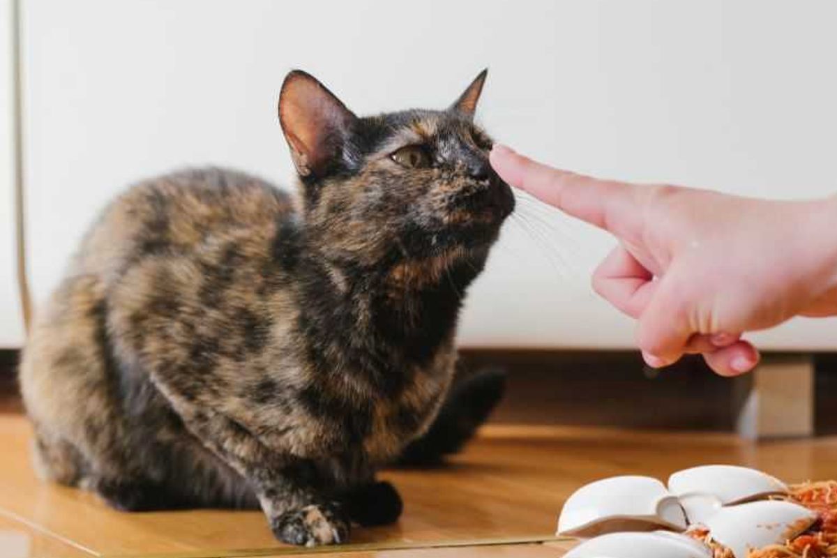 cats; cat behaviors; cats pushing things; cats knocking things over; kittens; pets