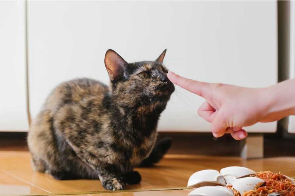 If your cat keeps knocking things on the floor, the problem might actually be you