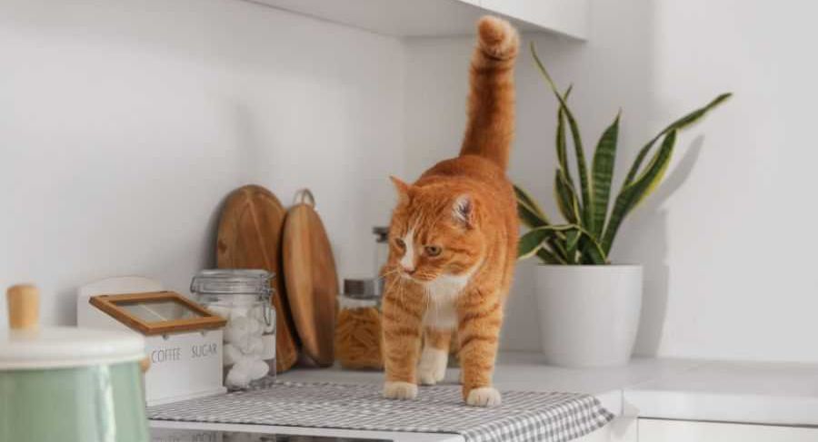 cats; cat behaviors; cats pushing things; cats knocking things over; kittens; pets
