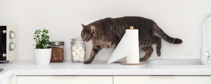 cats; cat behaviors; cats pushing things; cats knocking things over; kittens; pets