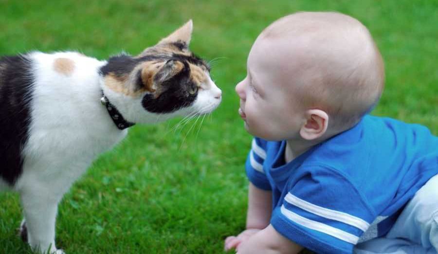 cat; cats; pets; cat's favorite; people and cats; cat snuggles; cat behavior