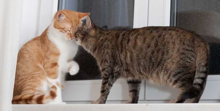 cat; cats; pets; cat's favorite; people and cats; cat snuggles; cat behavior