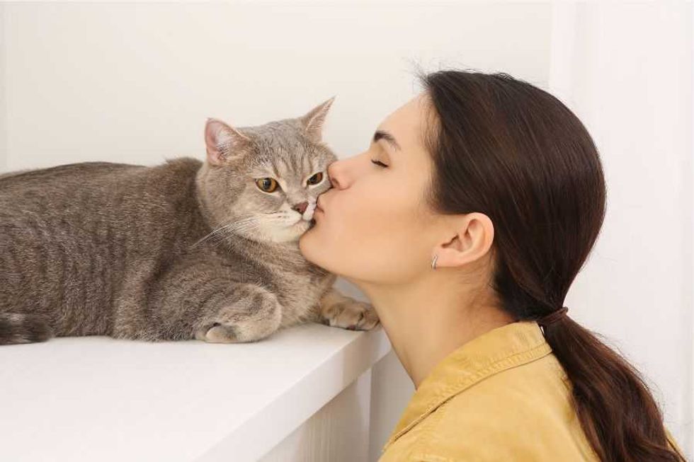 cat; cats; pets; cat's favorite; people and cats; cat snuggles; cat behavior