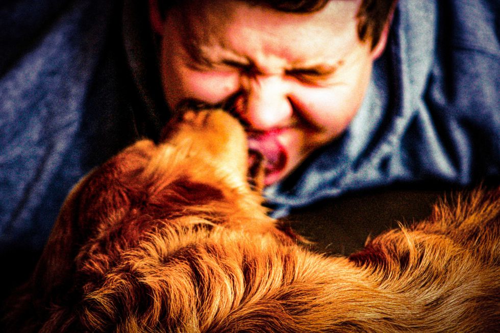 dogs, dog mouths clean, dog tongues, dog licking, should you let a dog lick your face