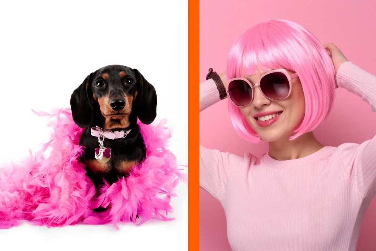 dogs, dog breeds, dachshund, pink hair, personality