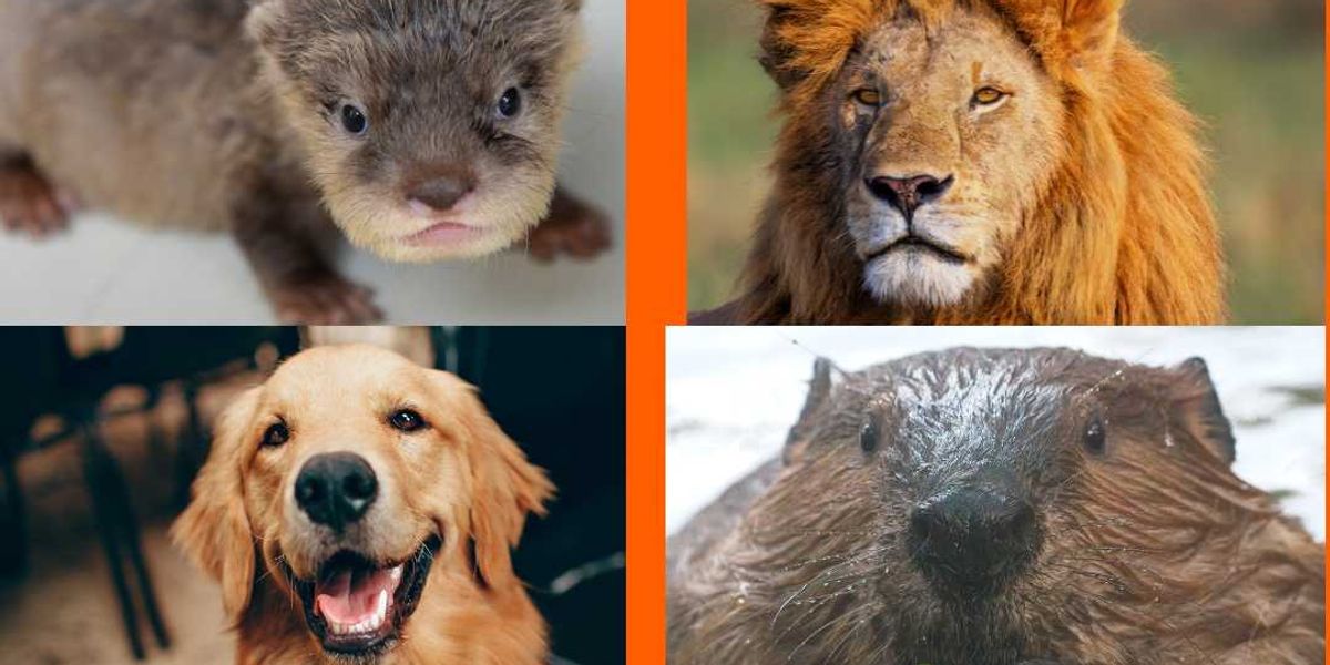 A fun personality test determines 'how you love' based on your animal archetype - Upworthy