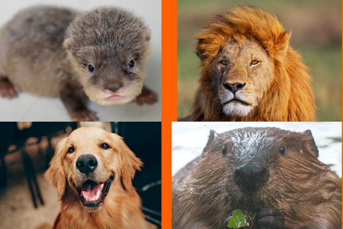 otter, lion, dog, golden retriever, beaver