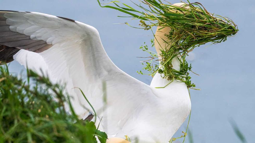 comedy wildlife awards, comedy photos, funny animals, Nikon, photo awards