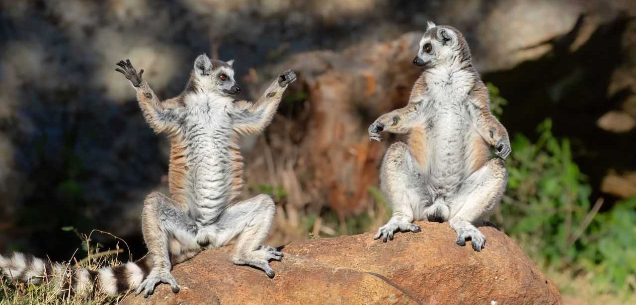 comedy wildlife awards, comedy photos, funny animals, Nikon, photo awards