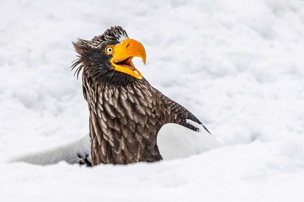 comedy wildlife awards, comedy photos, funny animals, Nikon, photo awards