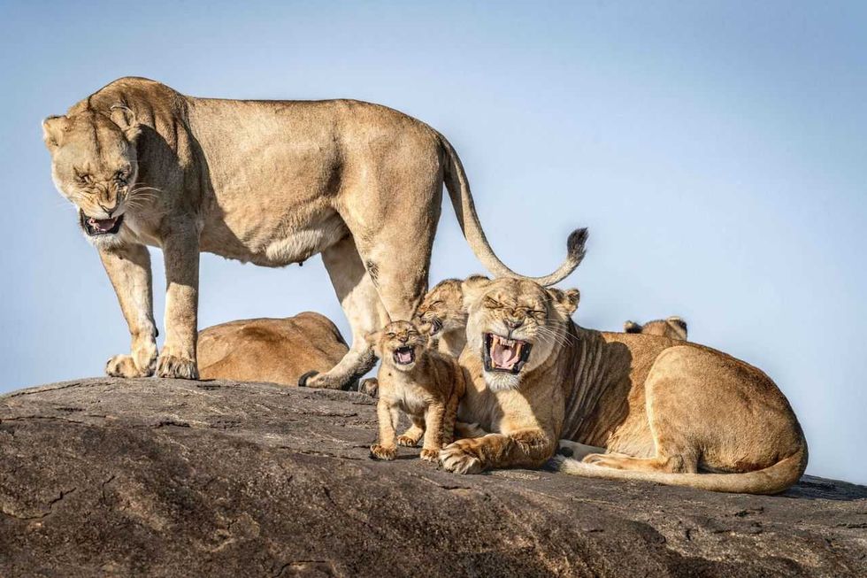 comedy wildlife, comedy photos, funny animals, Nikon, photo awards