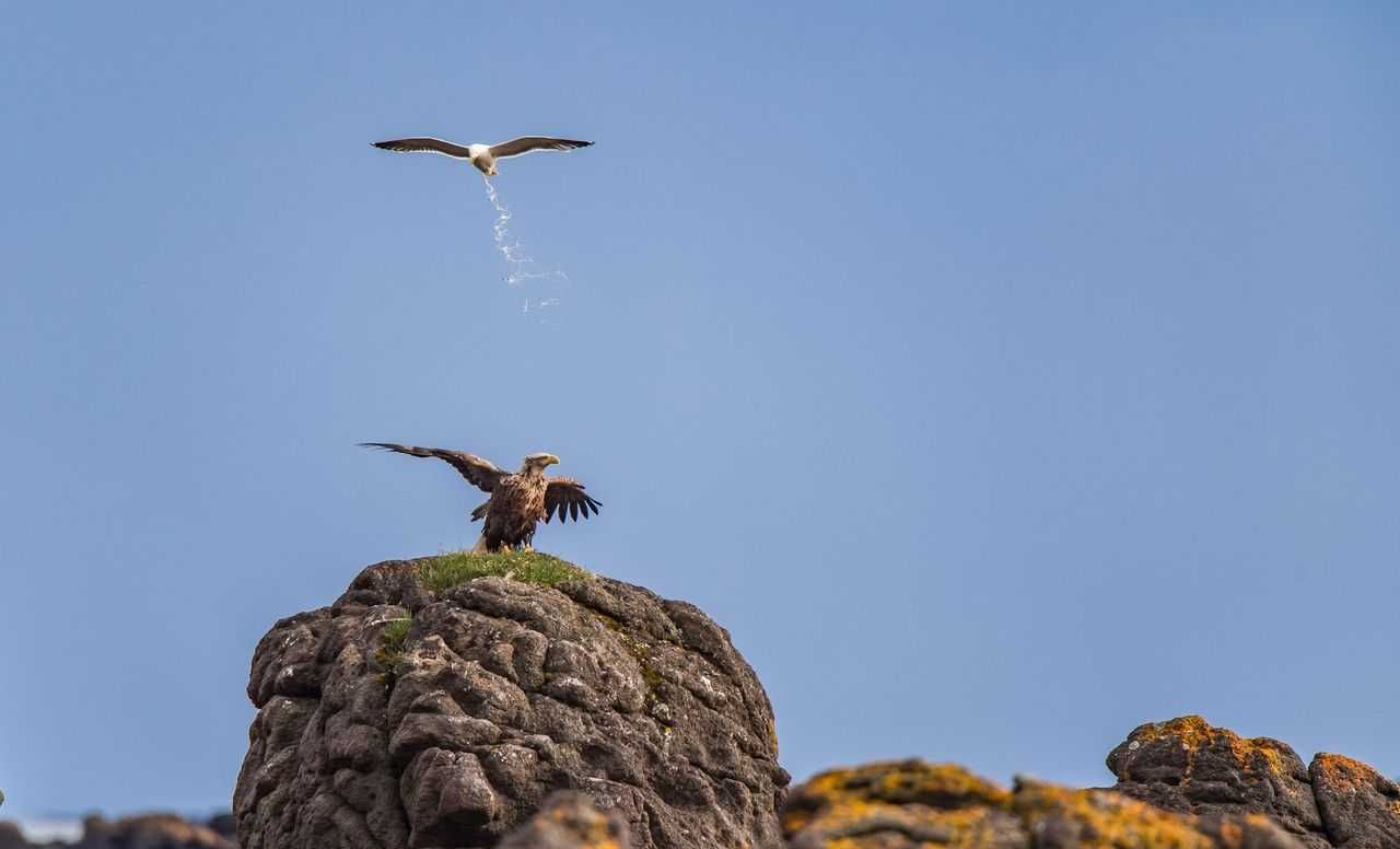 comedy wildlife, comedy photos, funny animals, Nikon, photo awards