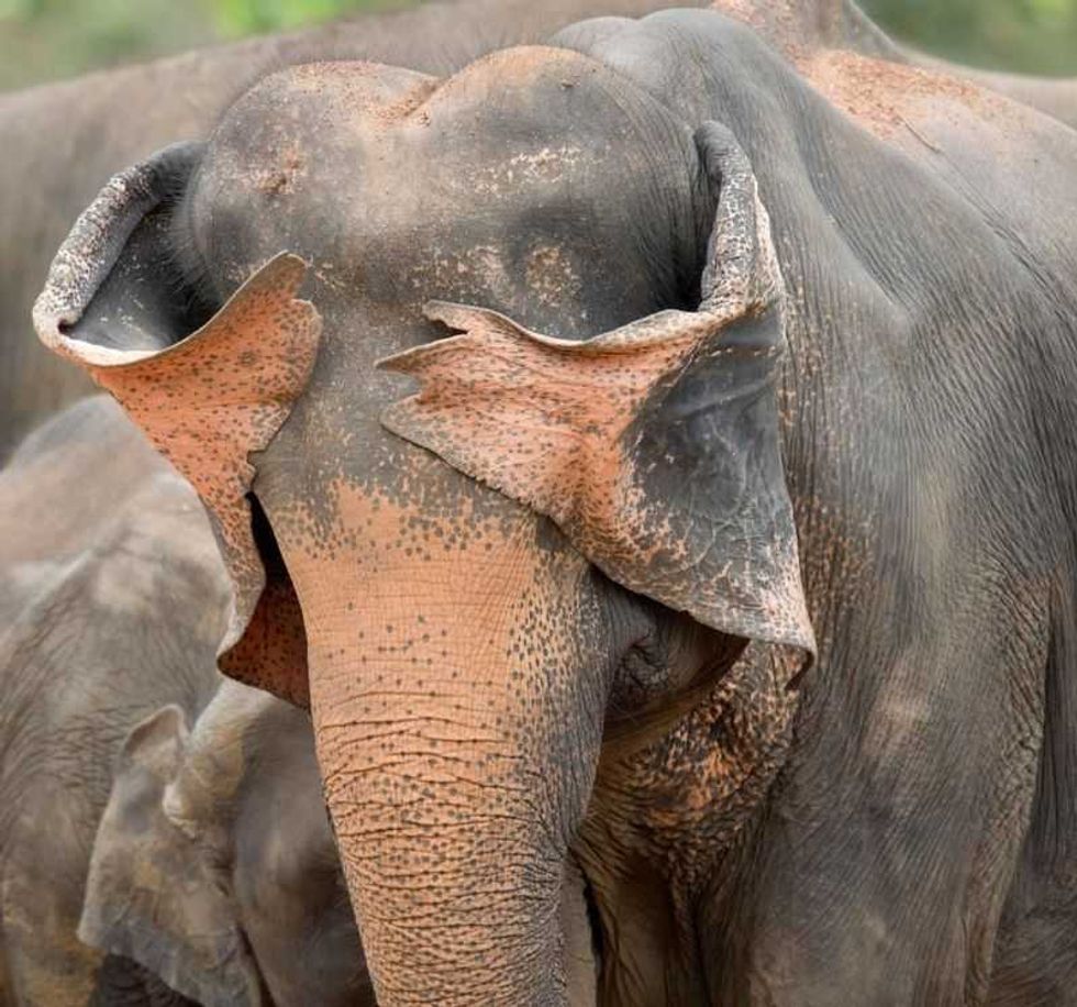 comedy wildlife, comedy photos, funny animals, Nikon, photo awards