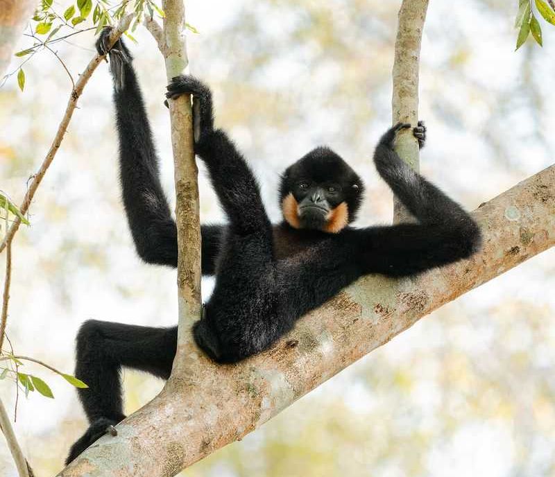 comedy wildlife, comedy photos, funny animals, Nikon, photo awards