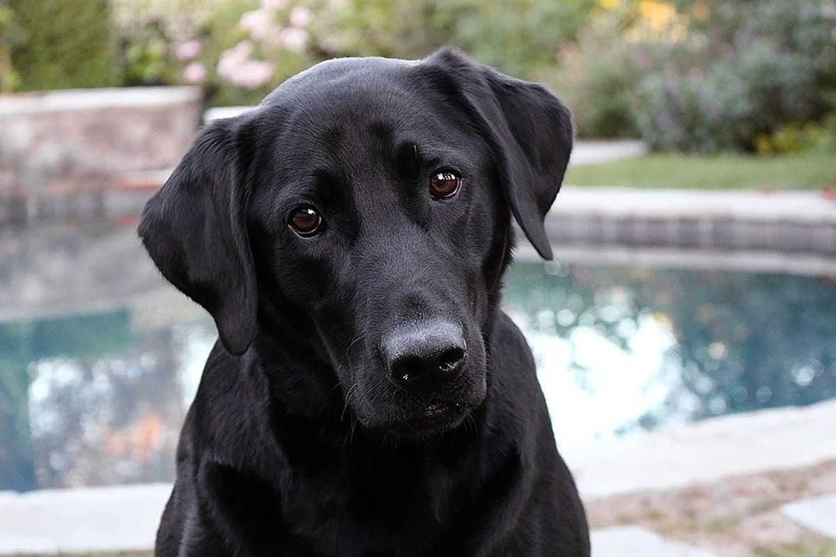 labrador retriever, french bulldog, american kennel club, dog, America