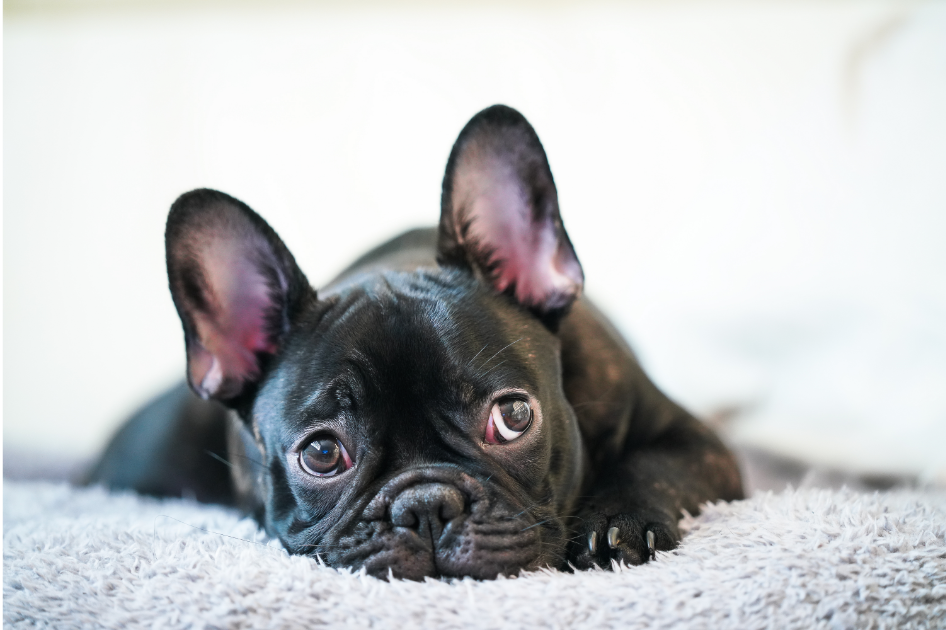 American Kennel Club, AKC, French Bulldog, Frenchies, popular dog