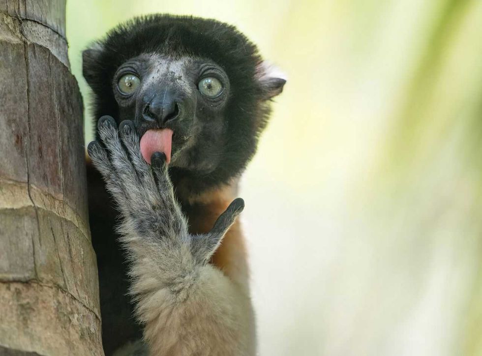 comedy wildlife, comedy photos, funny animals, Nikon, photo awards