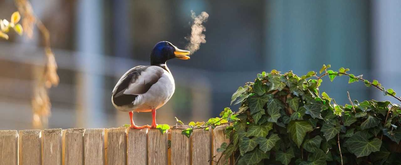 comedy wildlife, comedy photos, funny animals, Nikon, photo awards