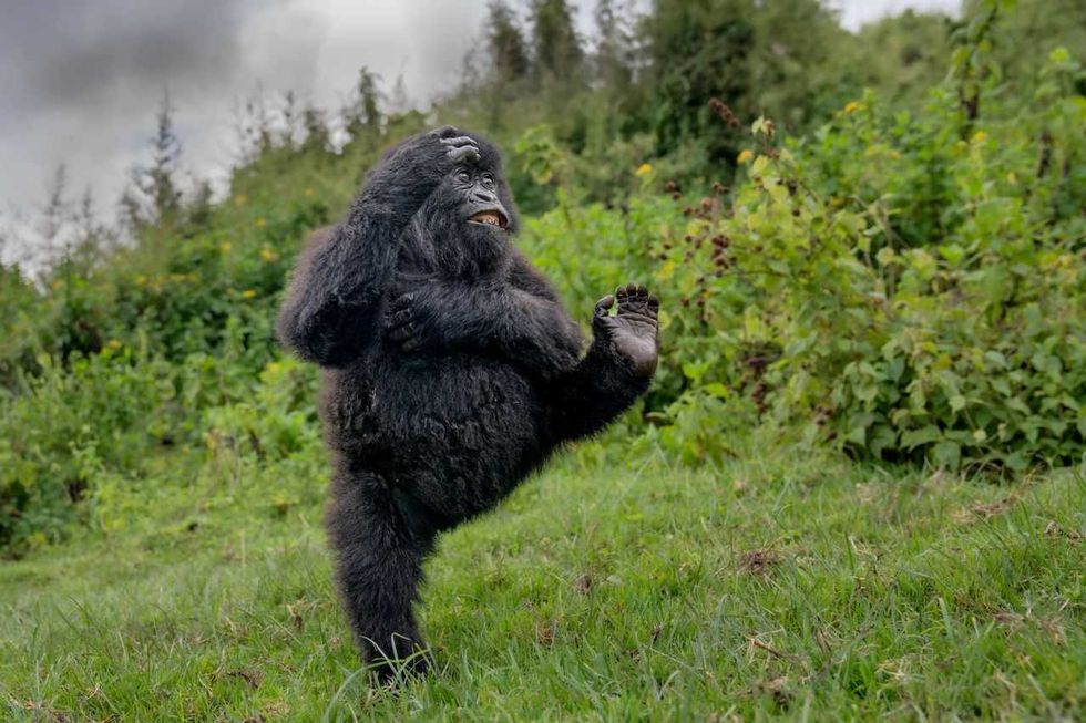 comedy wildlife, comedy photos, funny animals, Nikon, photo awards