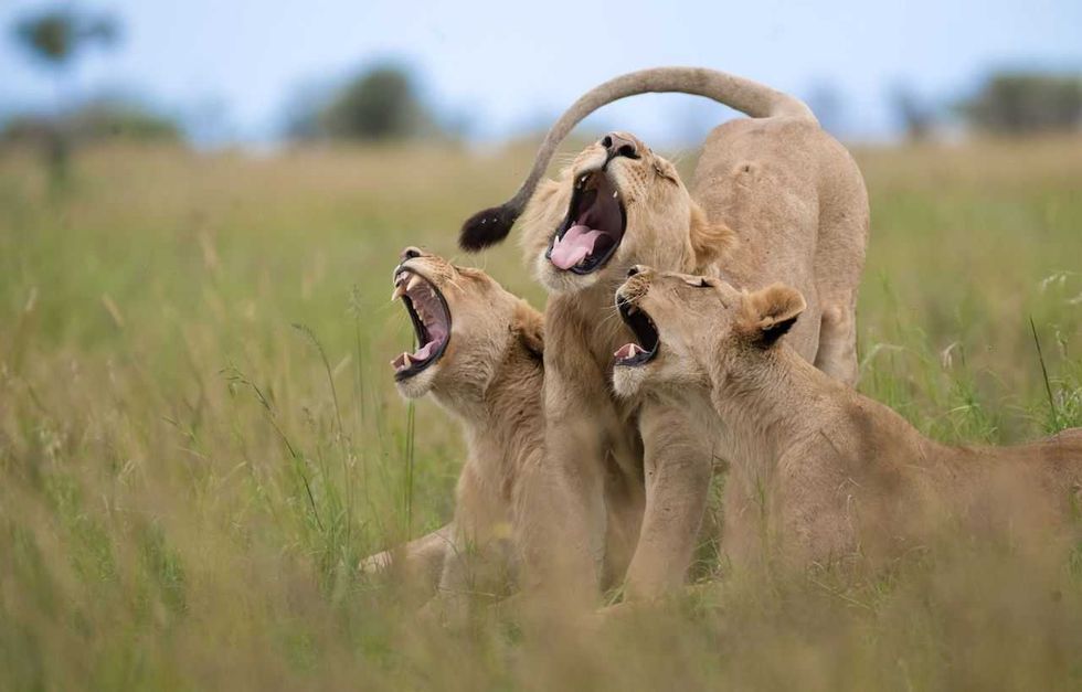 comedy wildlife, comedy photos, funny animals, Nikon, photo awards