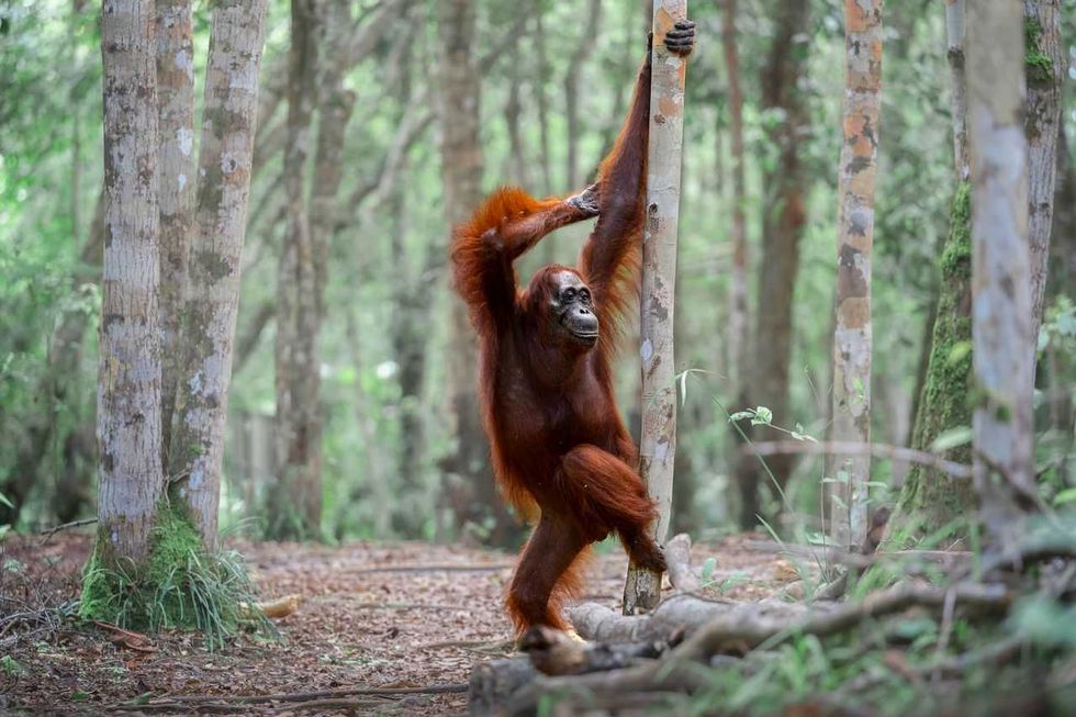 comedy wildlife, comedy photos, funny animals, Nikon, photo awards
