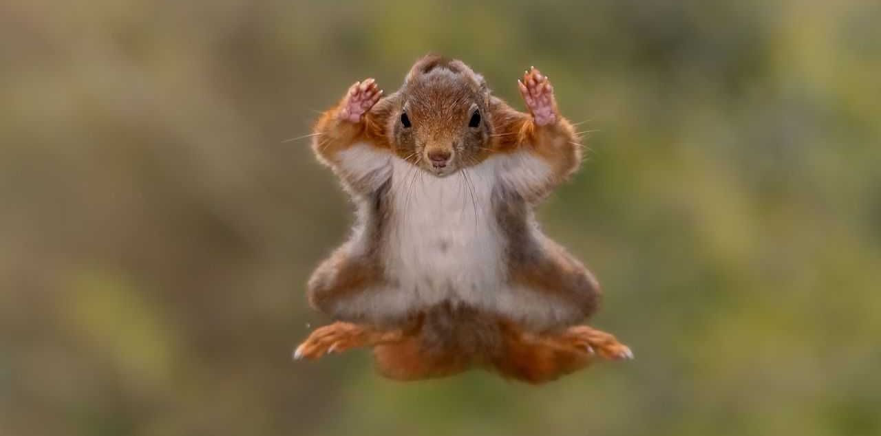 comedy wildlife, comedy photos, funny animals, Nikon, photo awards