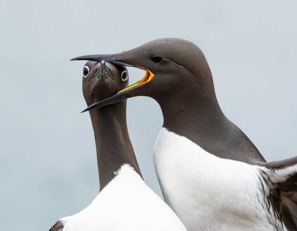 comedy wildlife, comedy photos, funny animals, Nikon, photo awards