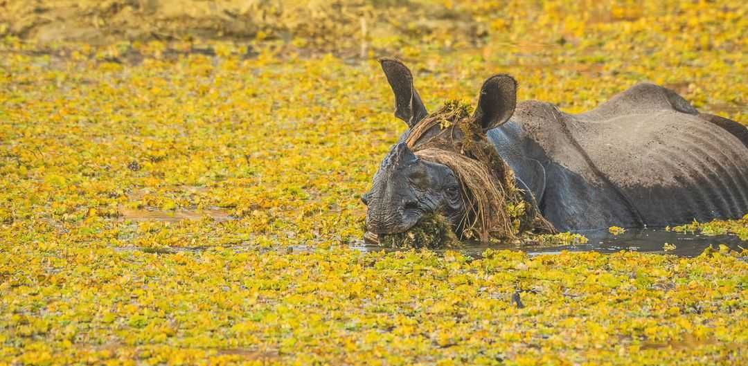 comedy wildlife, comedy photos, funny animals, Nikon, photo awards