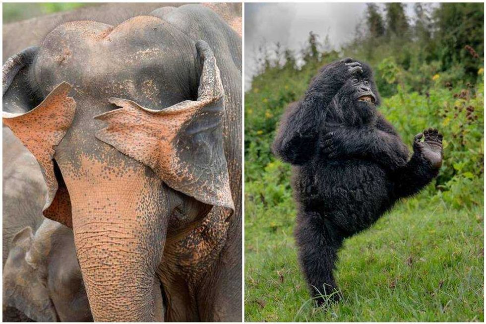 17 of the funniest finalists in the 2025 Nikon Comedy Wildlife Photography Awards